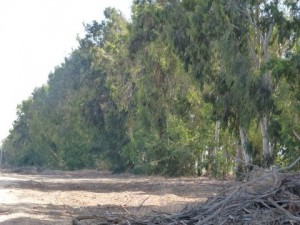 ערכי הטבע בעיר התעש