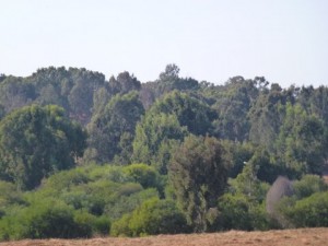 "עיר התעש" תעש השרון